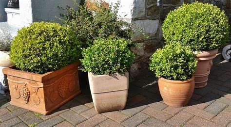 Potted Green Shrubs Free Image Download