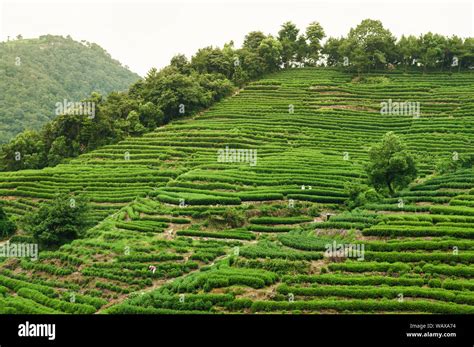 Longjing Tea Plantation In Mountain Valley Village Meijiawu Village