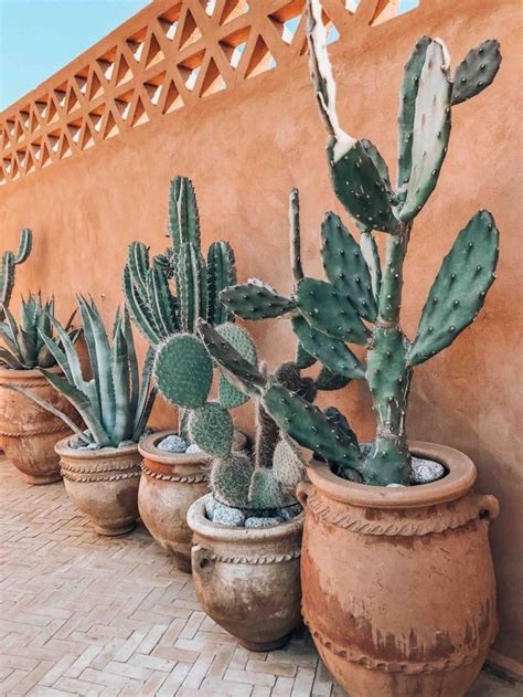 Beautiful Cactus Landscaping Ideas For Your Front Yards Decor 17