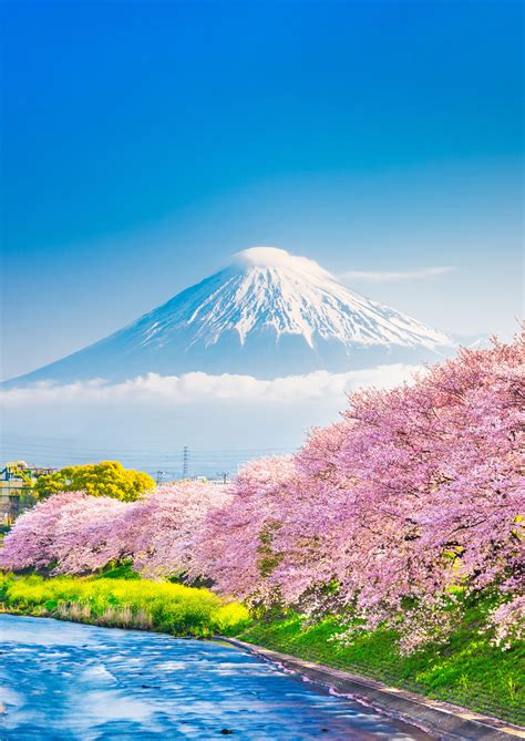 Pink 2025 Tour Dates : The Ultimate Guide to Catching the Iconic Pop