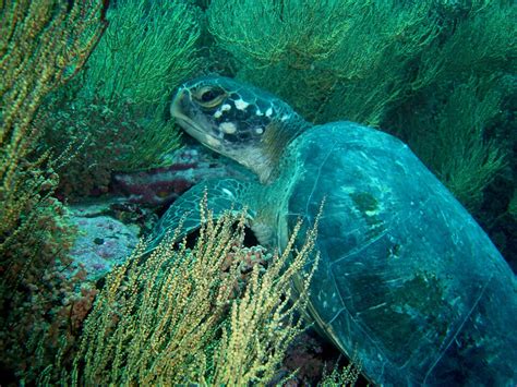 Sea Turtle Mating Season In Galapagos A Tenacious Tale