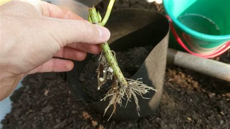 Potting Up Free Plants From Cuttings Grow Them Fast In Root Bags