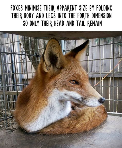 32 Funny Animal Facts That I Bet You Didnt Know Page 3 Virality Facts