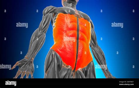 Anatomía Del Músculo Oblicuo Externo Para El Concepto Médico 3d