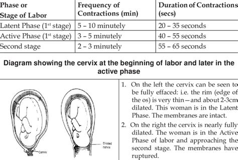 Normal Stages Of Labor