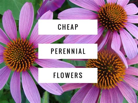 Inexpensive Perennial Flowers For Your Garden Gardening Channel