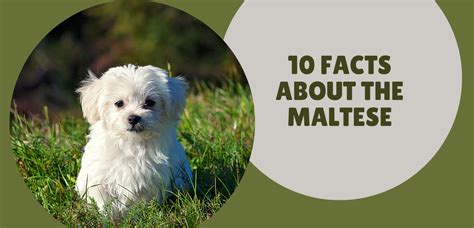 Fun And Interesting Facts About The Maltese Breed Social Doggy Club