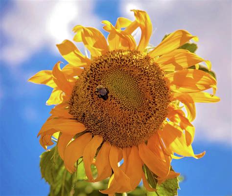 Bee Shaded By Sunflower Photograph By Toni Hopper Pixels