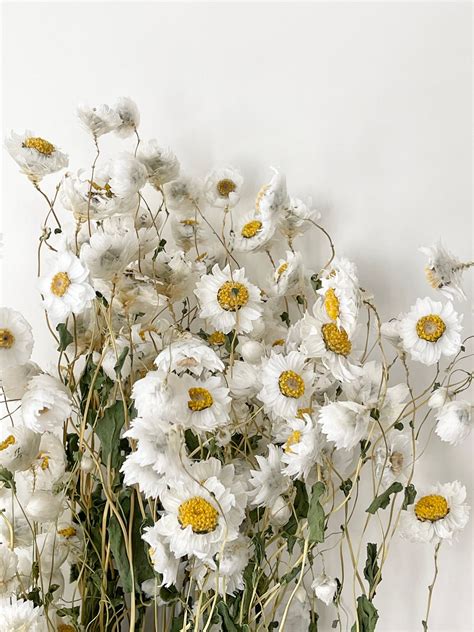 Preserved Dried Bunch Of Rodanthe Daisies Grass White Etsy Australia