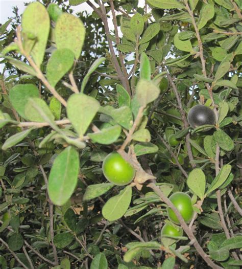 Texas fruit trees ty ty nursery offers a wide selection of fruit trees suitable for the texas usda climate zones. Texas persimmon | Central Texas Gardener