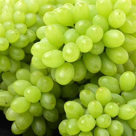 180 mesa view ave, leeds, ut 84746, phone: Can Horses Eat Grapes? Giving Horses Fresh Fruits (Jun. 2020)