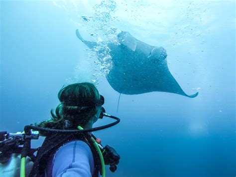 A Magical Dive With Manta Rays In Nusa Lembongan Indonesia