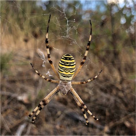 Female Argiope Bruennichi Spider In Orb Web From Lou E Faro