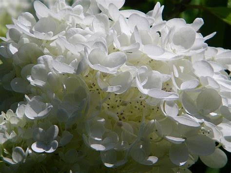 White Hydrangea Hortensia Hydrangea White Hydrangea Wallpaper