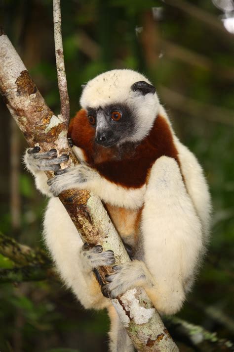 Doch palmen, weiße strände, saftige felder und fruchtbare wildnis kontrastieren mit manche lemuren landen im kochtopf. Madagascar-lemuren | voetweg