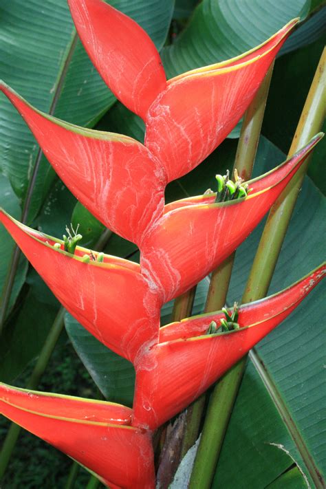 Tambor tropical is an intimate boutique beach resort on costa rica's beautiful nicoya peninsula. Pin oleh Alba Hueso di Flowers of Costa Rica | Flora ...