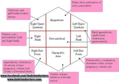 The worksheets are offered in developmentally. Abdomen Quadrants ~ Bahrian Doctors