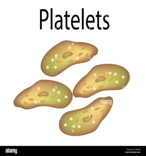 The Structure Of Platelets Platelets Are A Blood Cell Infographics