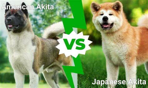 American Akita Vs Japanese Akita 5 Key Differences Imp World