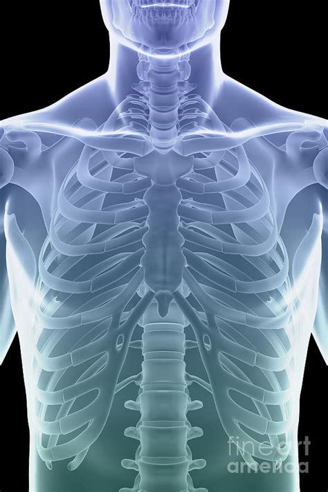 The Rib Cage Photograph By Science Picture Co Pixels