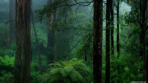 Rainy Forest Wallpapers Top Free Rainy Forest Backgrounds