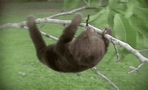 Sloth Fans If You Only Watch One Documentary Tonight Make It ‘nature A Sloth Named Velcro