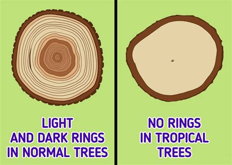 How To Read Tree Growth Rings 5 Minute Crafts