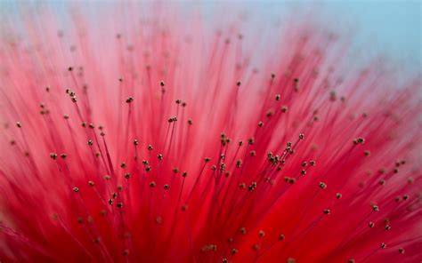 1366x768 Resolution Shallow Focus Photography Of Red Flower Hd