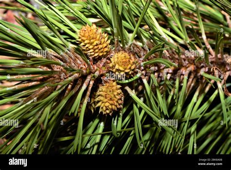 Three Tiny Pine Cones Stock Photo Alamy
