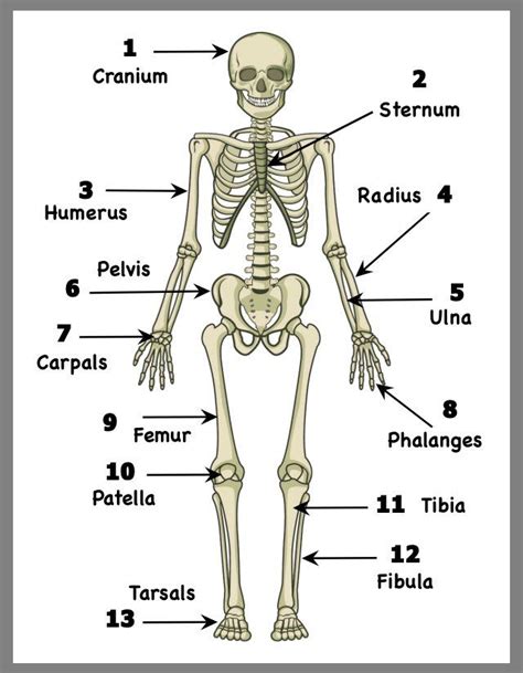 Mike Graham On Twitter Body Bones Human Body Printables Fun Anatomy