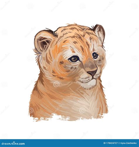Tigon Baby Tabby Animal Acuarela Retrato En Closeup Dibujo Animalista
