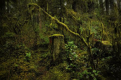 Free Download Nature Trees Wood Moss North Vancouver British Columbia