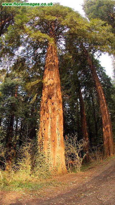 Sequoia Sempervirens Picture 12 Of 15