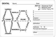 Learn vocabulary, terms and more with flashcards, games and other study tools. feline dental chart - Google Search | Work/Study | Vet ...