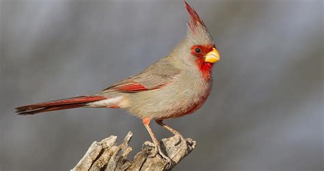Pyrrhuloxia Identification All About Birds Cornell Lab Of Ornithology