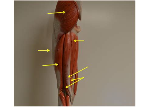 Posterior Superficial Upper Leg Muscles Diagram Quizlet