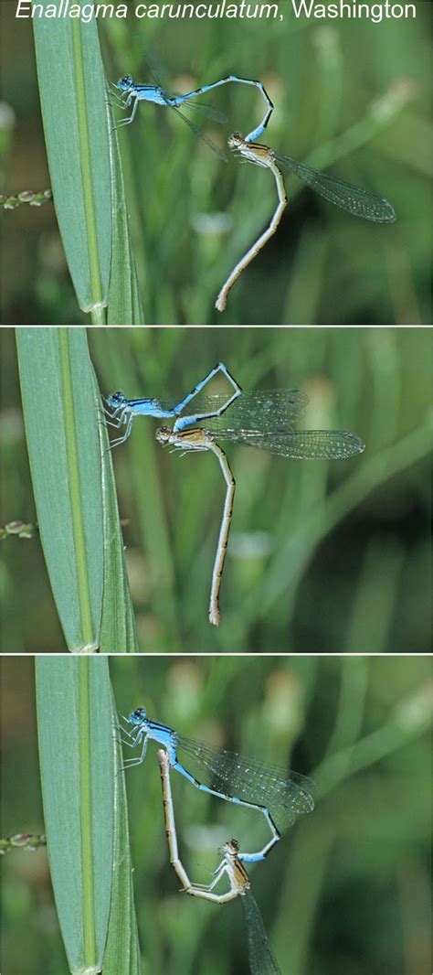 Northwest Nature Notes Dragonflies Live For Sex