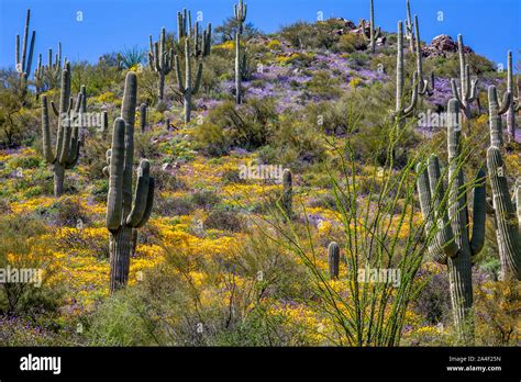 A Colorful Display Of Spring Wildflowers Carpets A Sonoran Desert