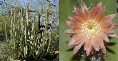 Pachycereus Schottii Senita Cactus World Of Succulents