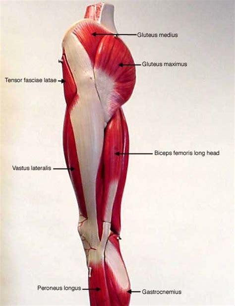 Leg Muscles Diagram Simple Lower Leg Muscle Chart Leg Muscle