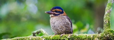 Indonesia Birding Tours Rockjumper Birding Tours