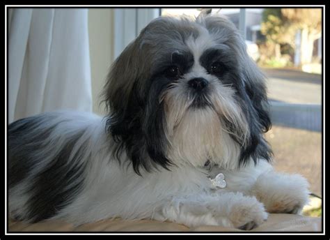 Shih Tzu Dogs And Puppies For Sale Pets4homes Lhasa Apso Puppies