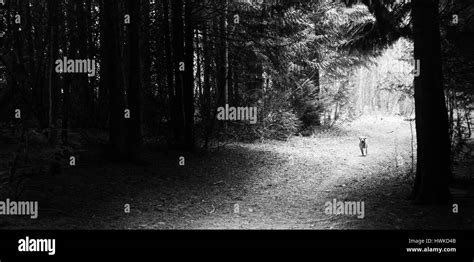 Black And White Trees Woods Path Hi Res Stock Photography And Images