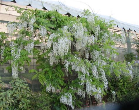 Wisteria Sinensis Growing Guide How To Grow Chinese Wisteria