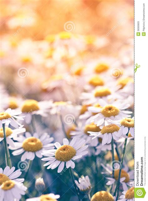 Daisy Flowers Stock Image Image Of Beauty Abstract 39300603