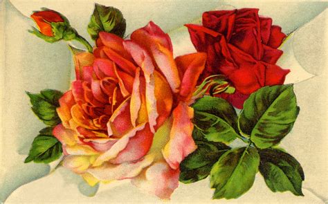 Vintage Botanical Graphics Old Fashioned Roses