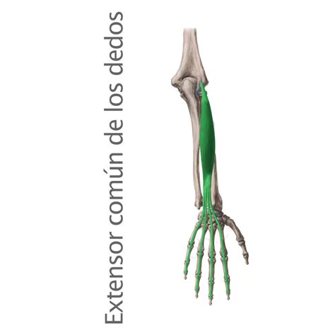 Músculo Extensor Dos Dedos