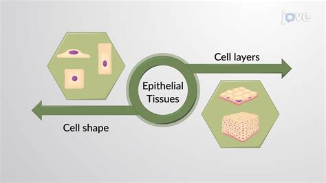 Classification Of Epithelial Tissues Overview Concept Anatomy And