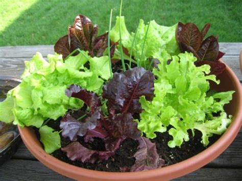 Salad Bowl Garden I