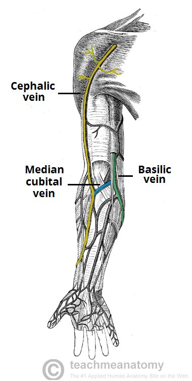 Fig 16 The Superficial Veins Of The Upper Limb With Images Arm
